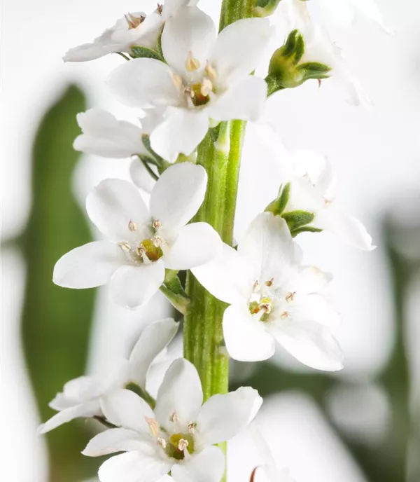 Lysimachia clethroides