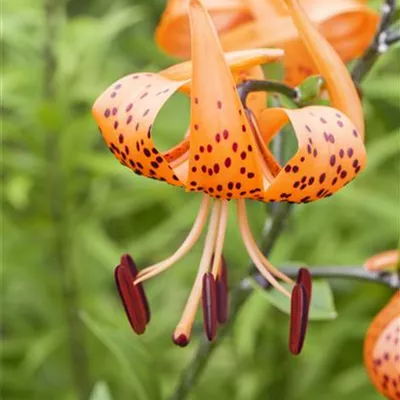 Topfgrösse 1 Liter - Türkenbundlilie - Lilium martagon