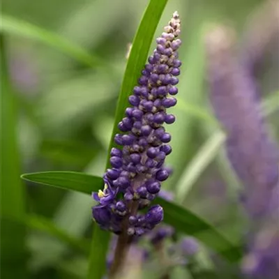 Topfgrösse 0.5 Liter - Liriope - Liriope muscari