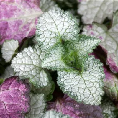 Topfgrösse 0.5 Liter - Gefleckte Taubnessel - Lamium maculatum 'White Nancy'