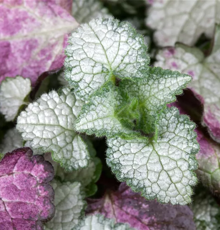 Gefleckte Taubnessel - Lamium maculatum 'White Nancy'