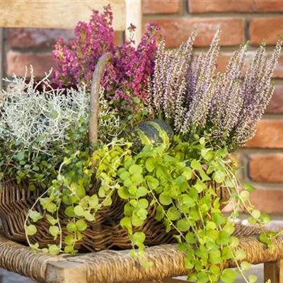 Topfgrösse 0.5 Liter - Pfennigkraut - Lysimachia nummularia