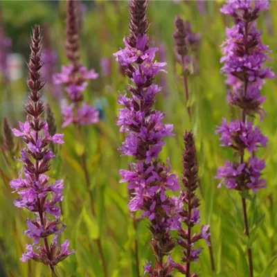 Topfgrösse 1 Liter - Garten-Blut-Weiderich 'Robert' - Lythrum salicaria 'Robert'