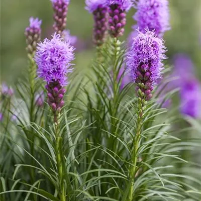 Topfgrösse 1 Liter - Prachtscharte - Liatris spicata 'Kobold'