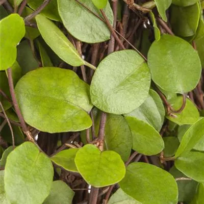 Topfgrösse 0.5 Liter - Polsterstrauch - Muehlenbeckia axillaris