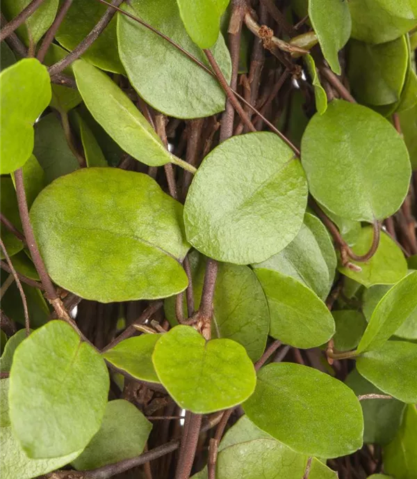 Muehlenbeckia axillaris