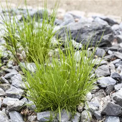 Topfgrösse 0.5 Liter - Perlgras - Melica nutans