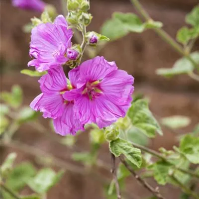 Topfgrösse 1 Liter - Malva moschata CH-Oekotyp