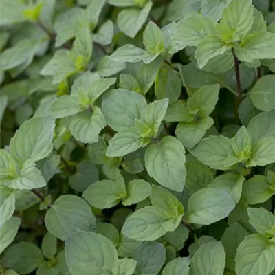 Topfgrösse 1 Liter - Zitronrnminze - Mentha piperita var. citrata 'Lemon'