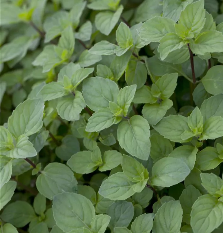 Zitronrnminze - Mentha piperita var. citrata 'Lemon'