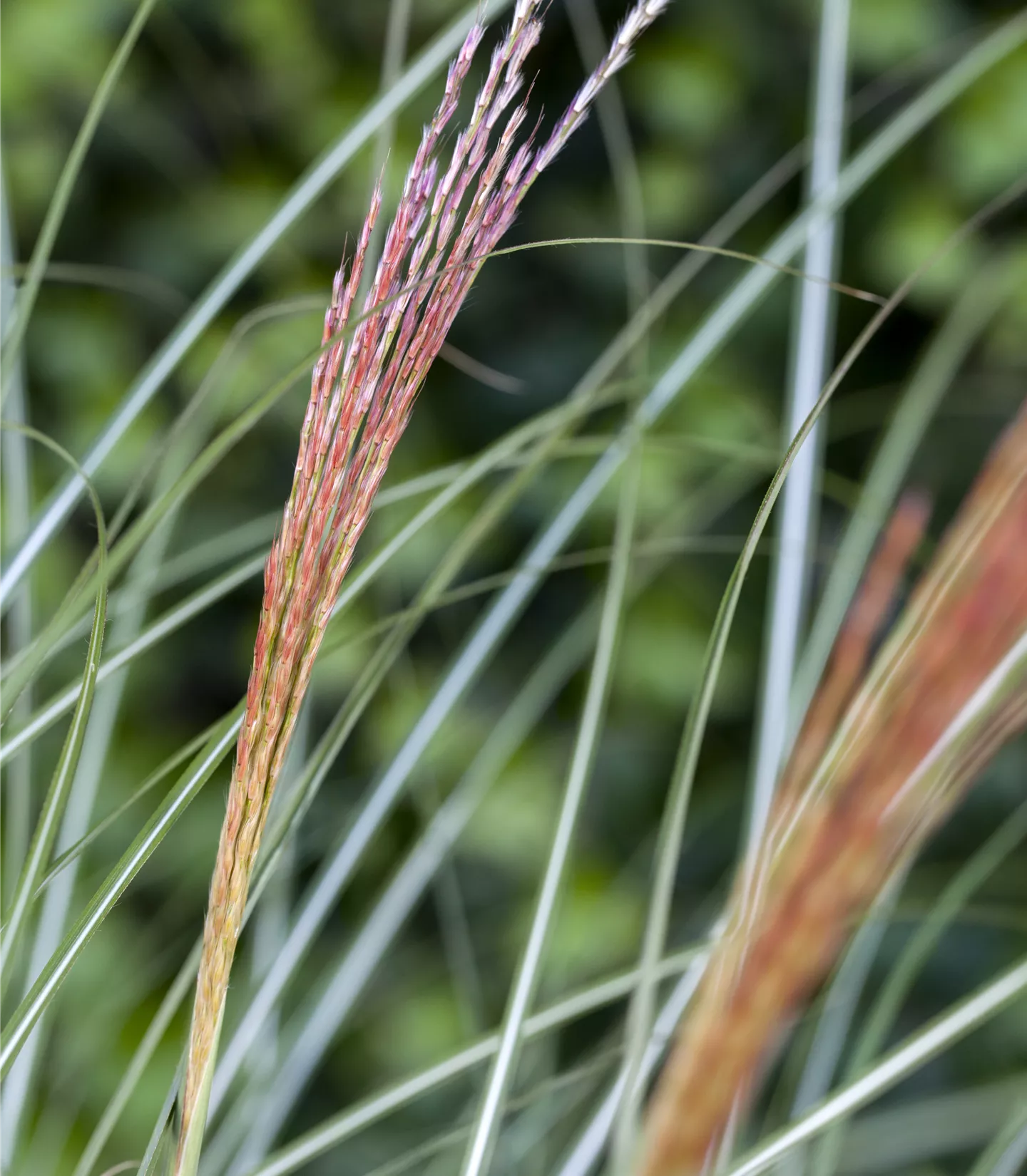 Miscanthus sinensis 'Kleine Silberspinne'