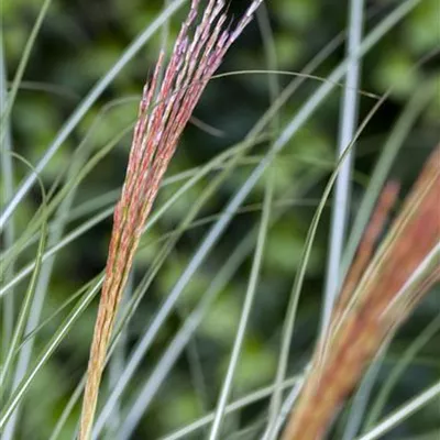 Topfgrösse 1 Liter - Eulalie, Chinaschilf - Miscanthus sinensis 'Kleine Silberspinne'