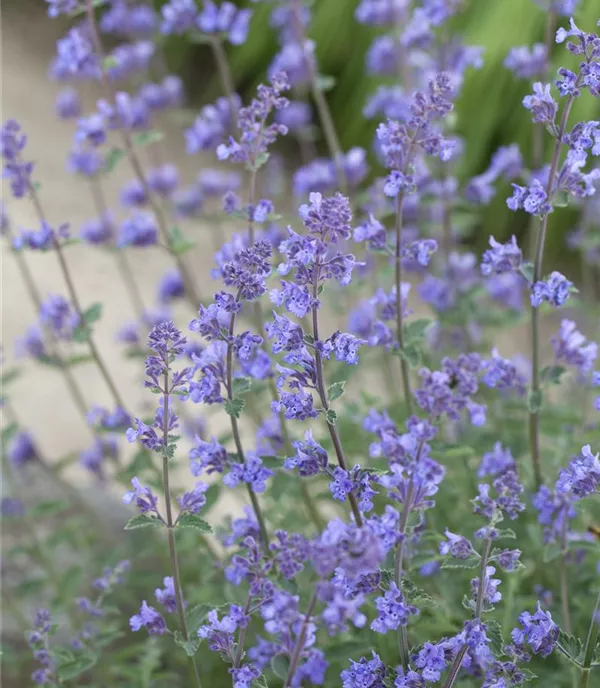 Nepeta (Faassenii-Gruppe) 'Six Hills Giant'