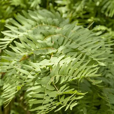 Topfgrösse 1 Liter - Königsfarn - Osmunda regalis