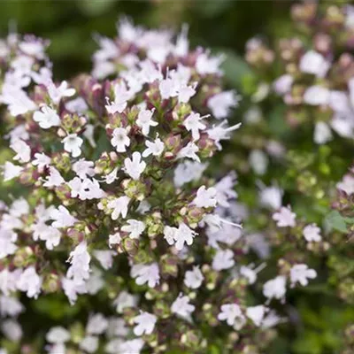 Topfgrösse 0.5 Liter - Majoran - Origanum vulgare 'Compactum'