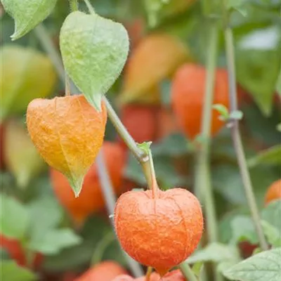 Topfgrösse 1 Liter - Lampionblume - Physalis alkekengi var. franchetii