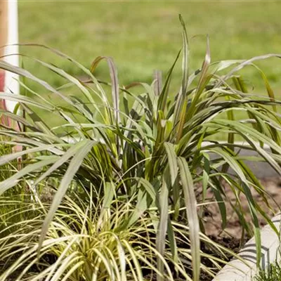 Topfgrösse 1 Liter - Federborstengras - Pennisetum alopecuroides 'Gelbstiel'