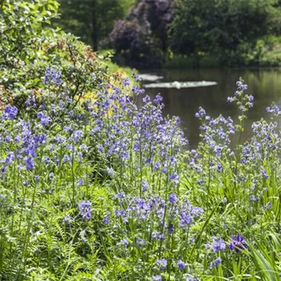 Topfgrösse 1 Liter - Jakobsleiter, Sperrkraut - Polemonium caeruleum