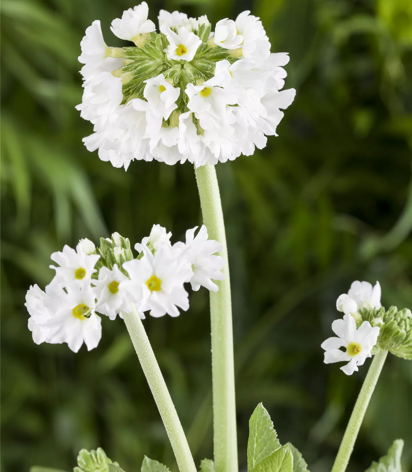 Primula denticulata 'Alba'