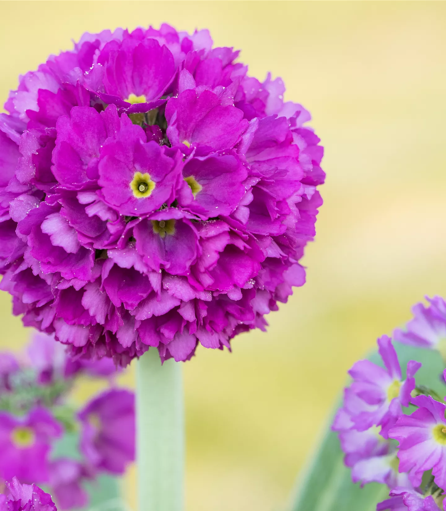 Primula denticulata 'Rubin'