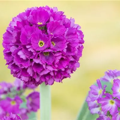 Topfgrösse 0.5 Liter - Kugelprimel - Primula denticulata 'Rubin'