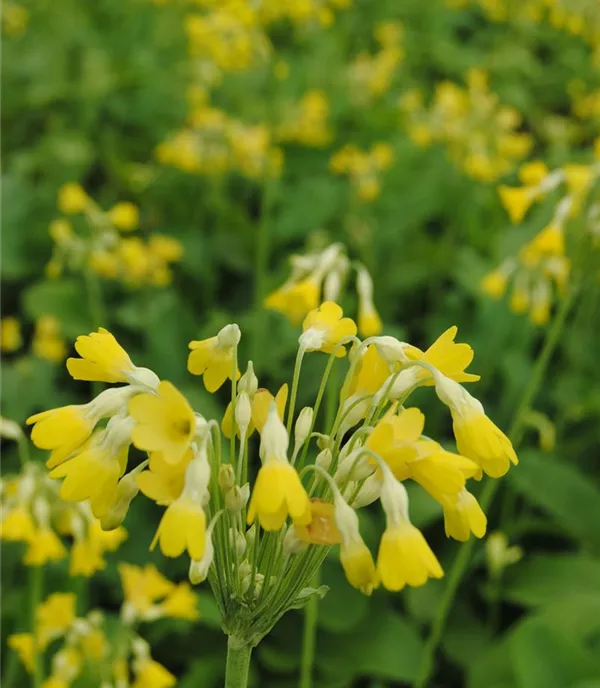 Primula florindae