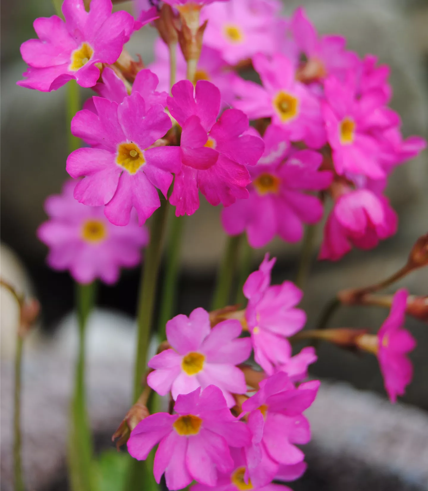 Primula rosea