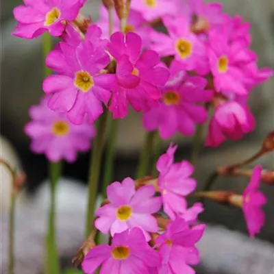 Topfgrösse 0.5 Liter - Rosenprimel - Primula rosea