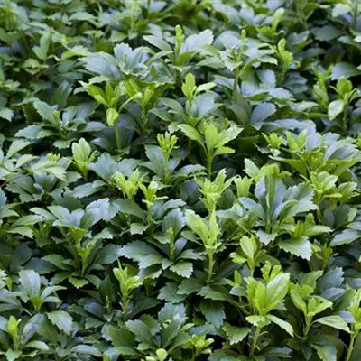 Topfgrösse 0.5 Liter - Ysander, Dickmännchen - Pachysandra terminalis 'Green Carpet'