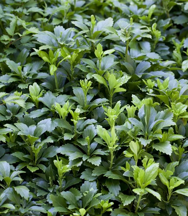 Pachysandra terminalis 'Green Carpet'