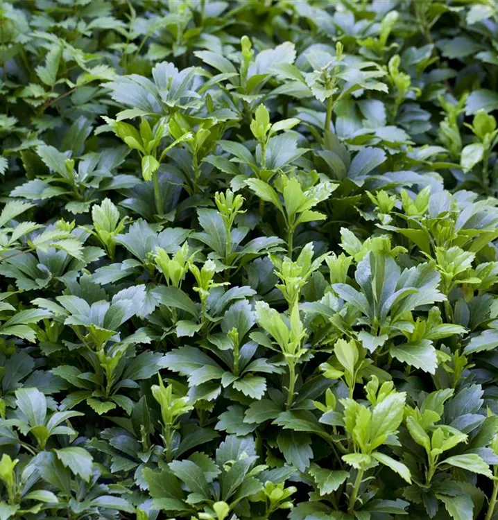 Ysander, Dickmännchen - Pachysandra terminalis 'Green Carpet'