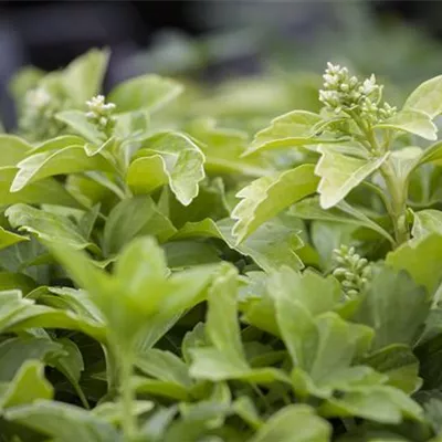 Topfgrösse 0.5 Liter - Ysander, Dickmännchen - Pachysandra terminalis