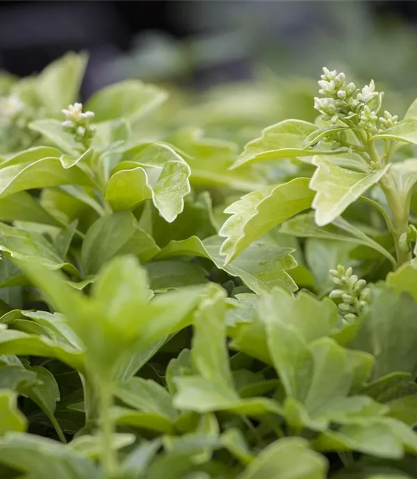 Pachysandra terminalis