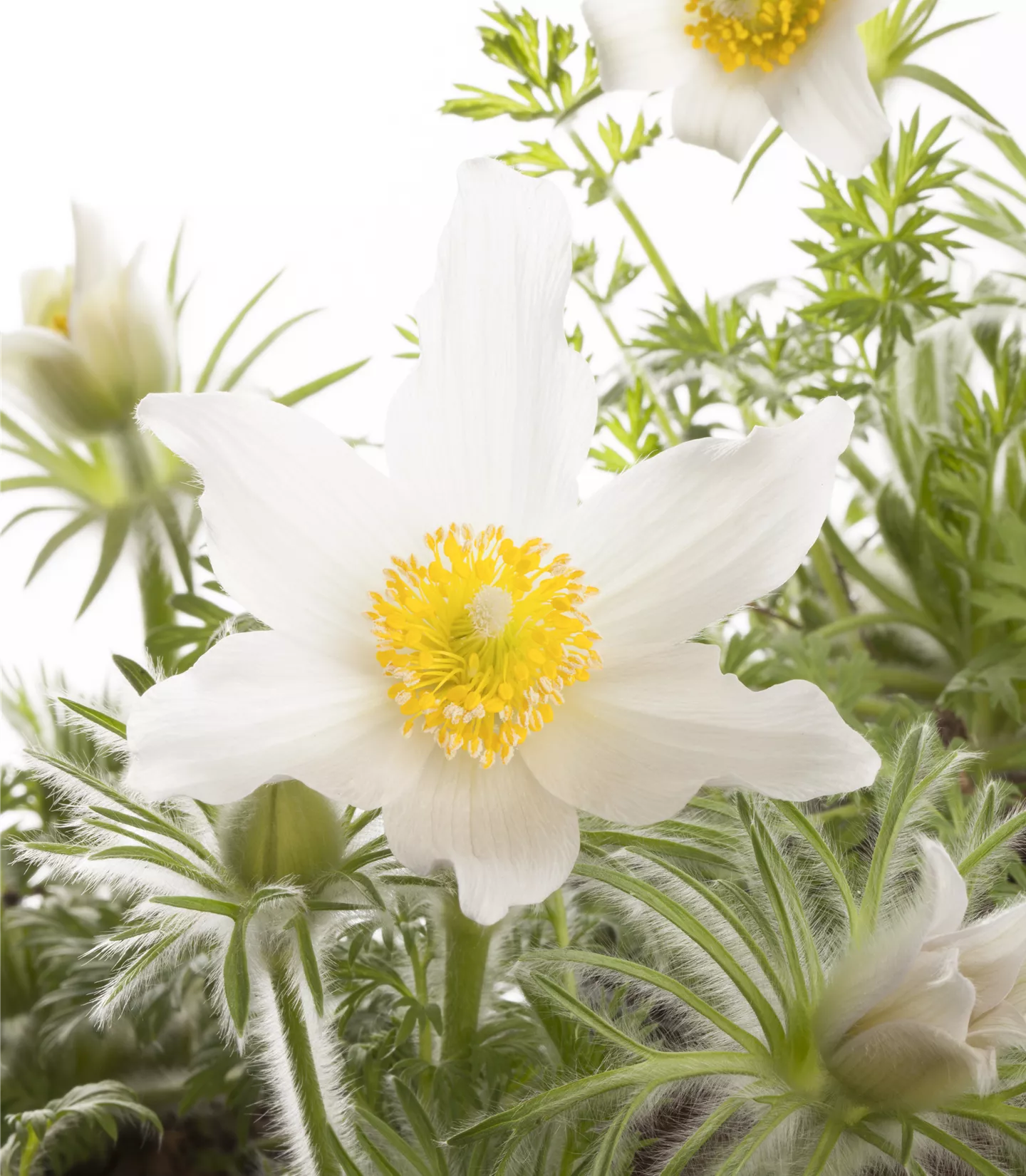 Pulsatilla vulgaris 'Alba'