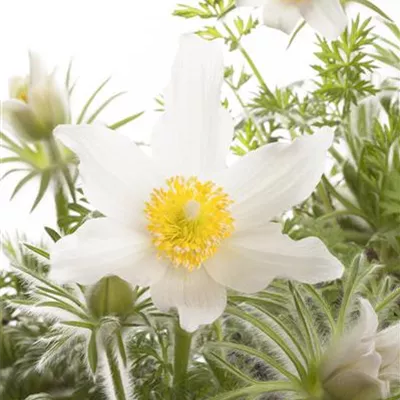 Topfgrösse 0.5 Liter - Küchenschelle, Pelzanemone - Pulsatilla vulgaris 'Alba'