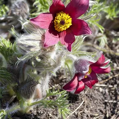 Topfgrösse 0.5 Liter - Pulsatilla vulgaris 'Rote Glocke'