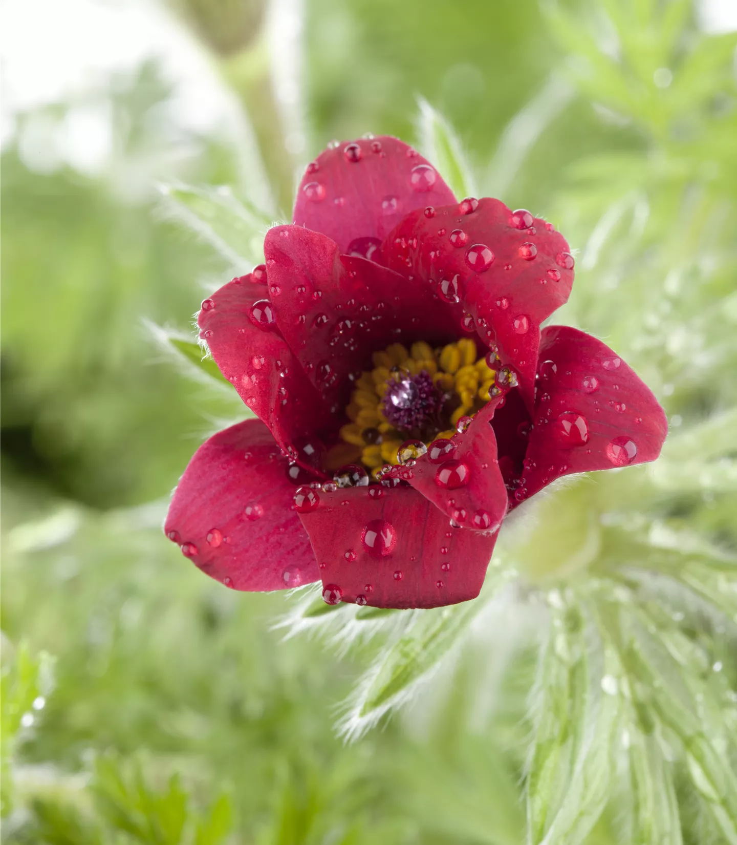 Pulsatilla vulgaris