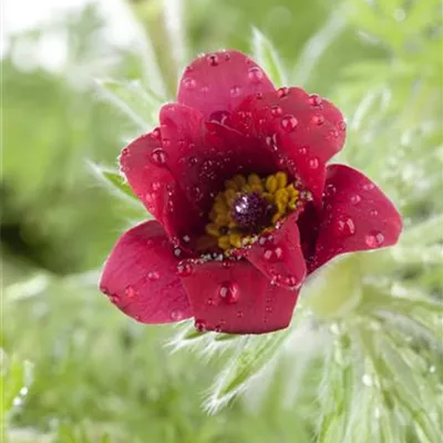 Topfgrösse 0.5 Liter - Gewöhnliche Küchenschelle - Pulsatilla vulgaris