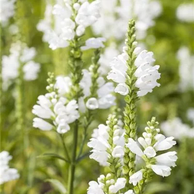 Topfgrösse 1 Liter - Gelenkblume - Physostegia virginiana 'Summer Snow'