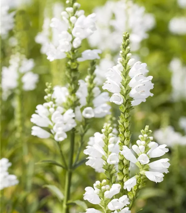 Physostegia virginiana 'Summer Snow'