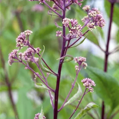 Topfgrösse 1 Liter - Schaublatt - Rodgersia pinnata