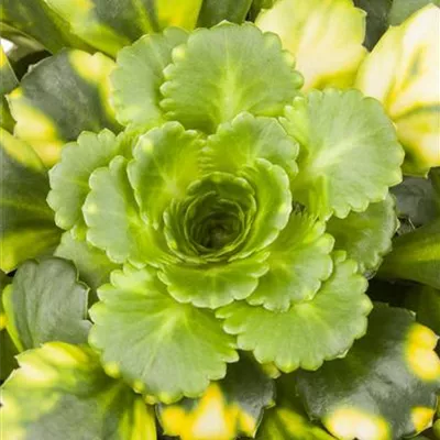 Topfgrösse 0.5 Liter - Steinbrech - Saxifraga arendsii 'Harderzwerg'