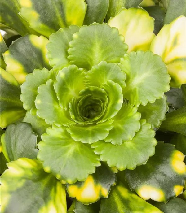 Saxifraga arendsii 'Harderzwerg'