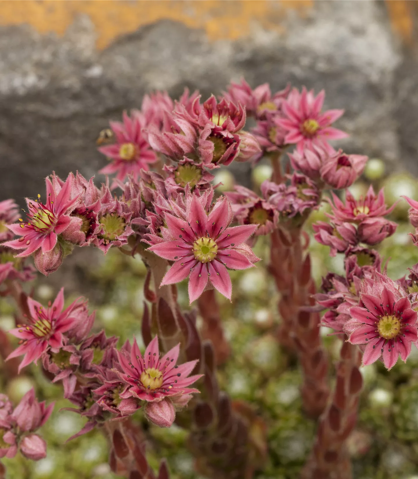 Sempervivum arachnoideum