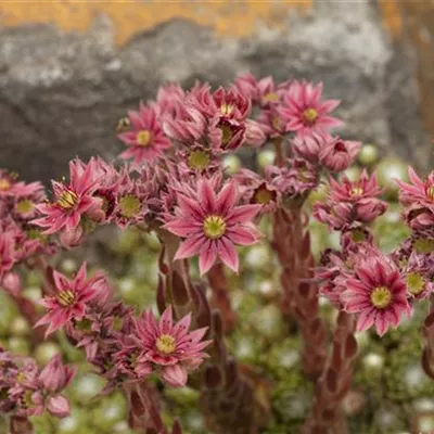 Topfgrösse 0.5 Liter - Spinnweb-Hauswurz - Sempervivum arachnoideum