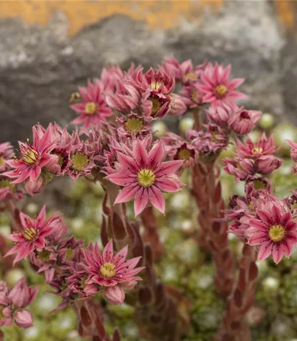 Sempervivum arachnoideum