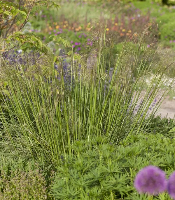 Stipa gigantea