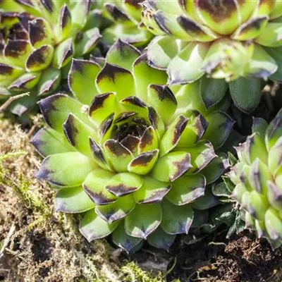 Topfgrösse 0.5 Liter - Hauswurz - Sempervivum in Sorten