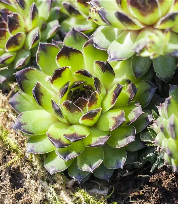 Sempervivum in Sorten