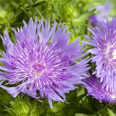 Topfgrösse 1 Liter - Kornblumenaster - Stokesia laevis